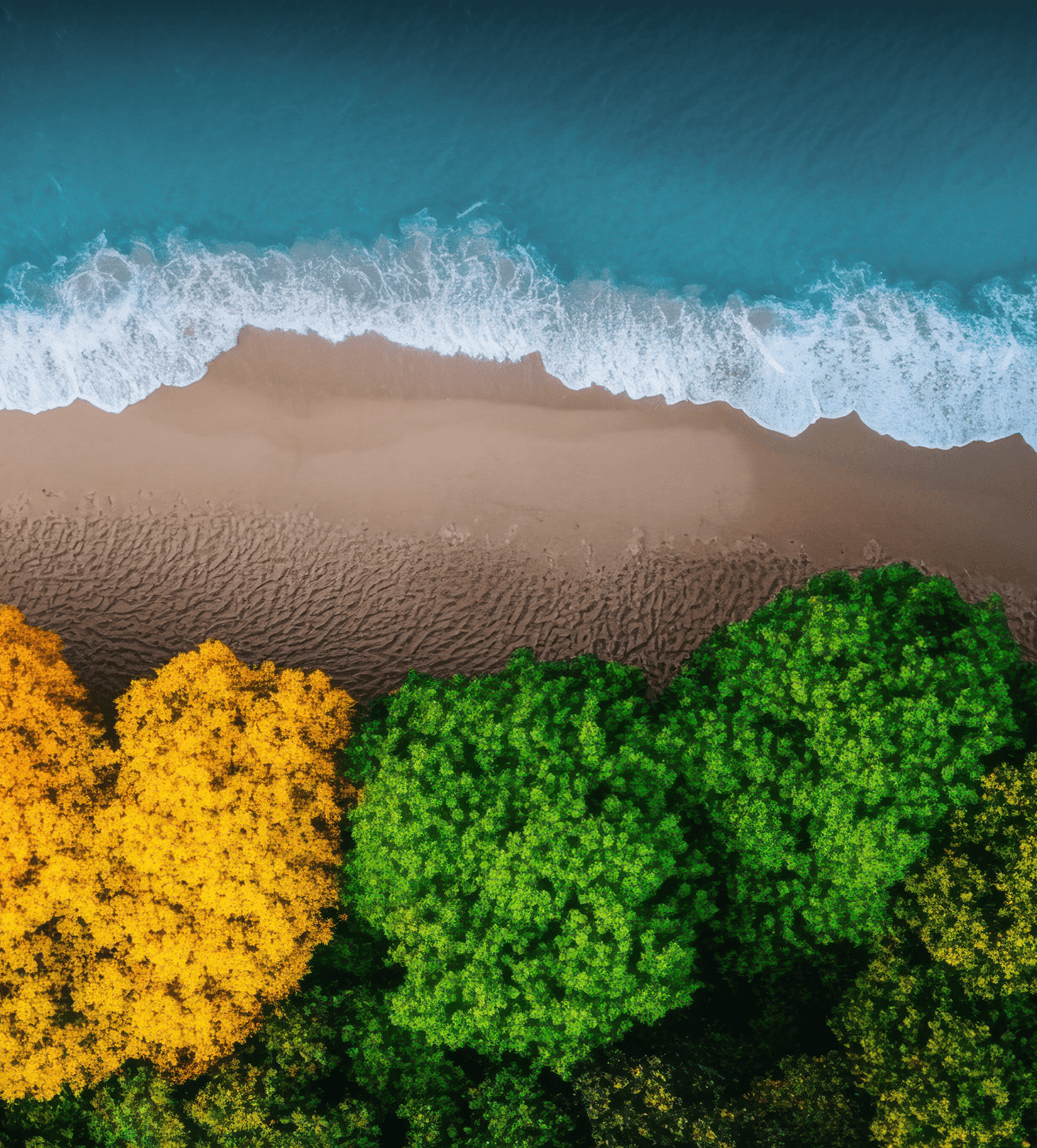 Aerial view of ocean waves meeting a beach and forest canopy
